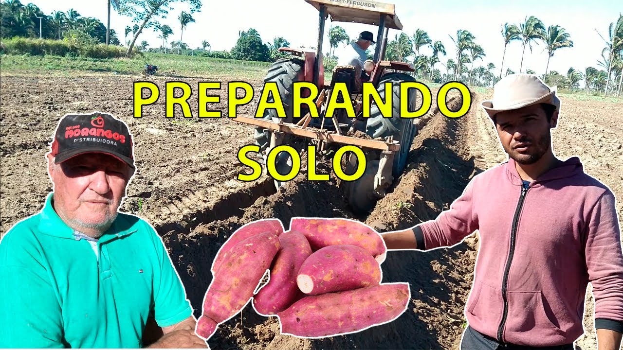 Batata Doce: Aprenda como preparar o solo do modo mais rápido para plantar.