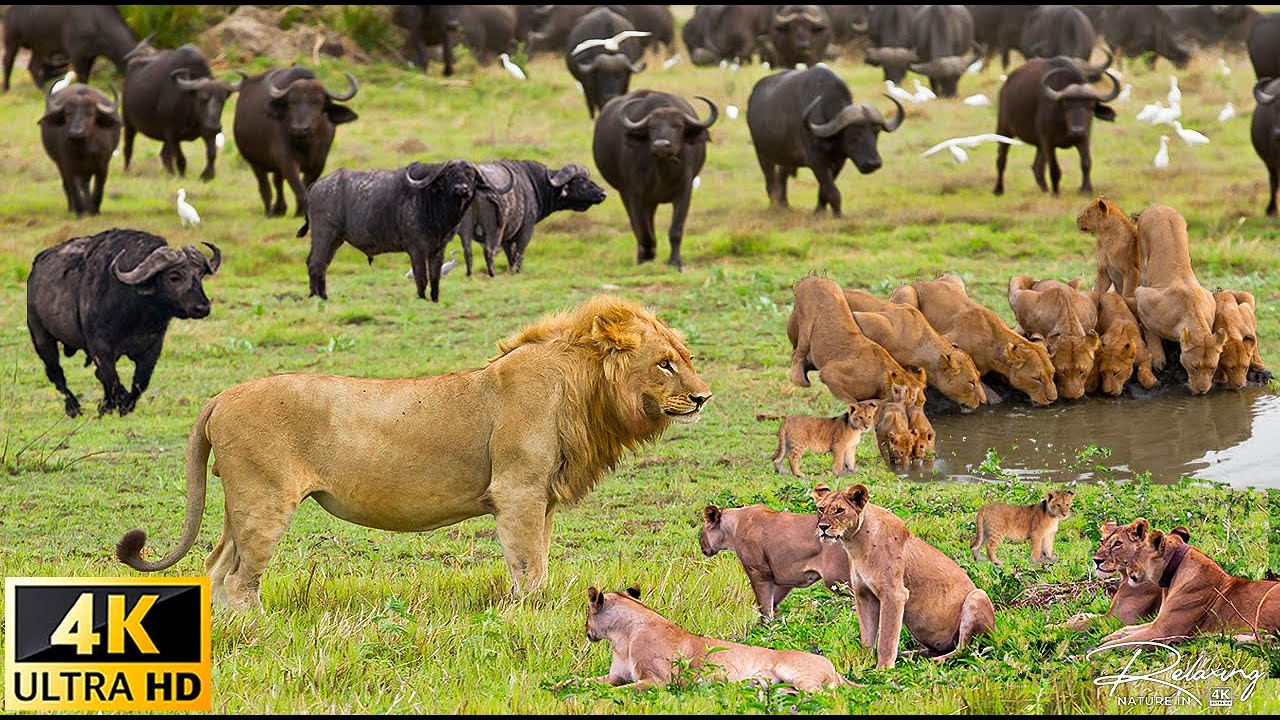 4K African Animals: Hwange National Park - Amazing African Wildlife Footage with Real Sounds