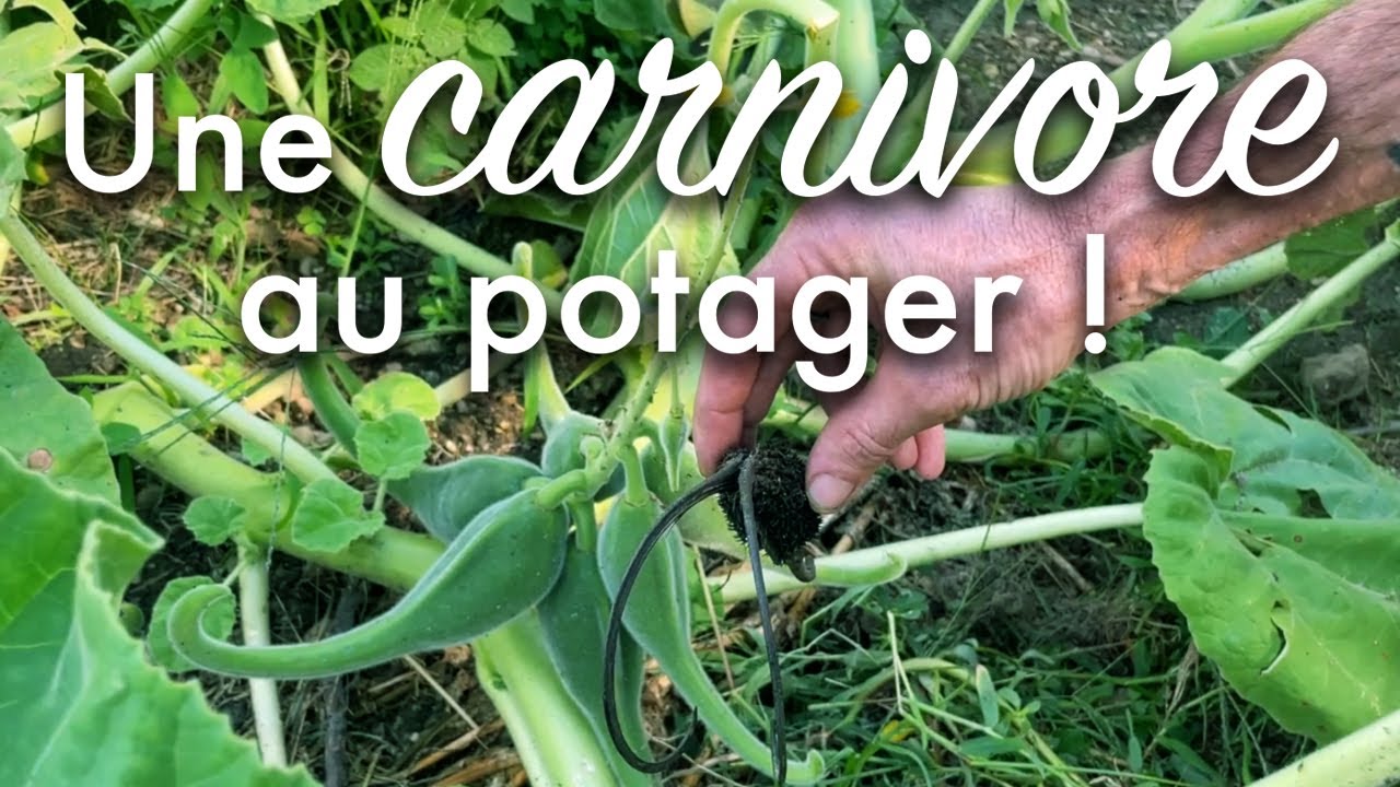 Un potager pas comme les autres avec lLa griffe du diable : une carnivore au potager