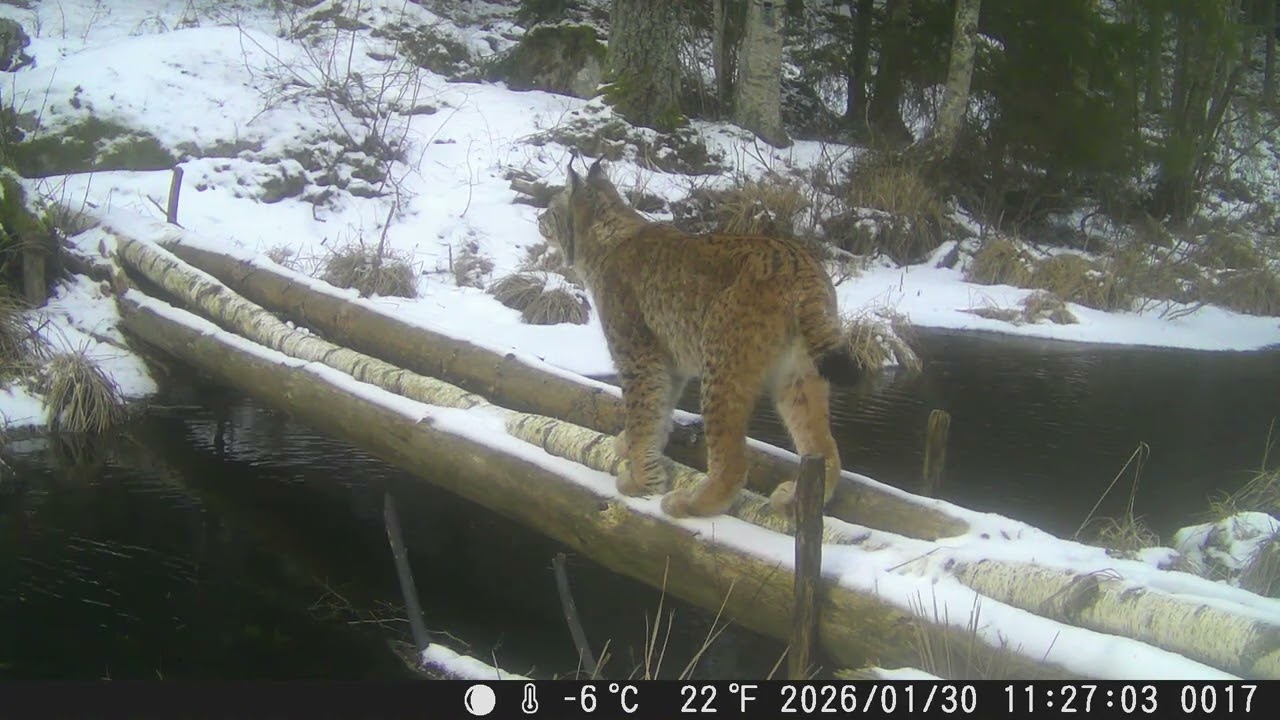Lynx with two cubs at ford