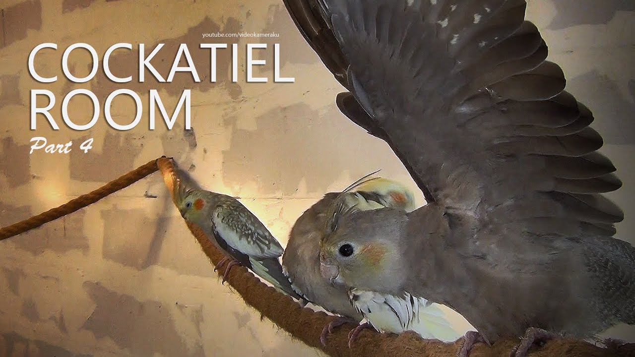 Cockatiel Room: August 2025 - Part 4
