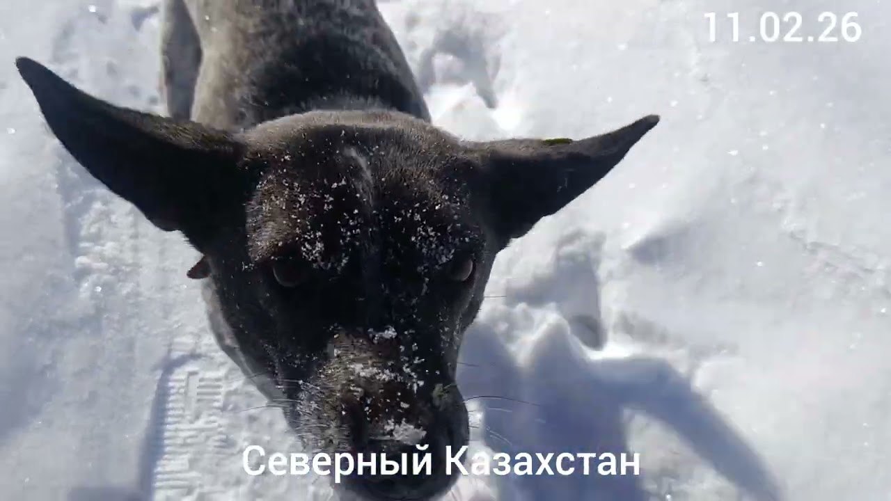 Зима со мной  борется,а я счастливая! 11-15.02.26. Северный Казахстан.