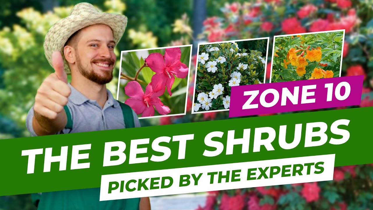 🌺 The Best Shrubs For Zone 10 Picked By The Experts 🌿