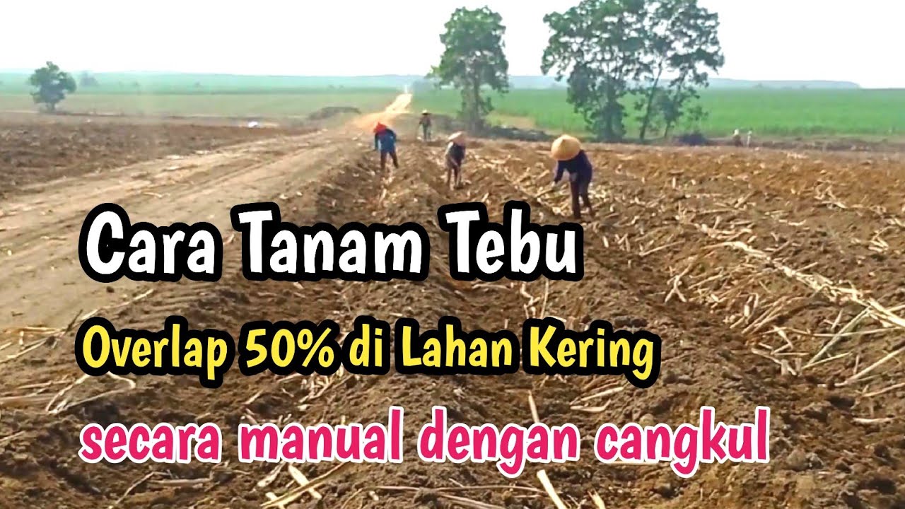 Cara Menanam Tebu yang Baik di Lahan Kering Terbaru dengan Bantuan Cangkul