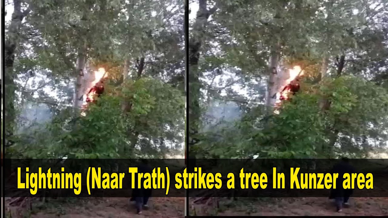 Lightning strikes a tree In Kunzer
