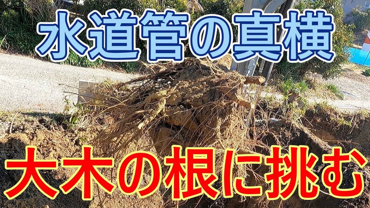 海の秘密基地＃３９９水道管の真横【大木の根】に挑む