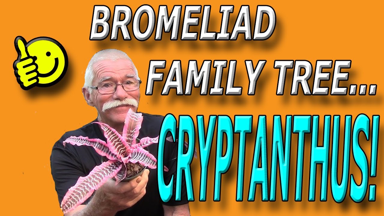 Bromeliad Family  Tree: Cryptanthus!