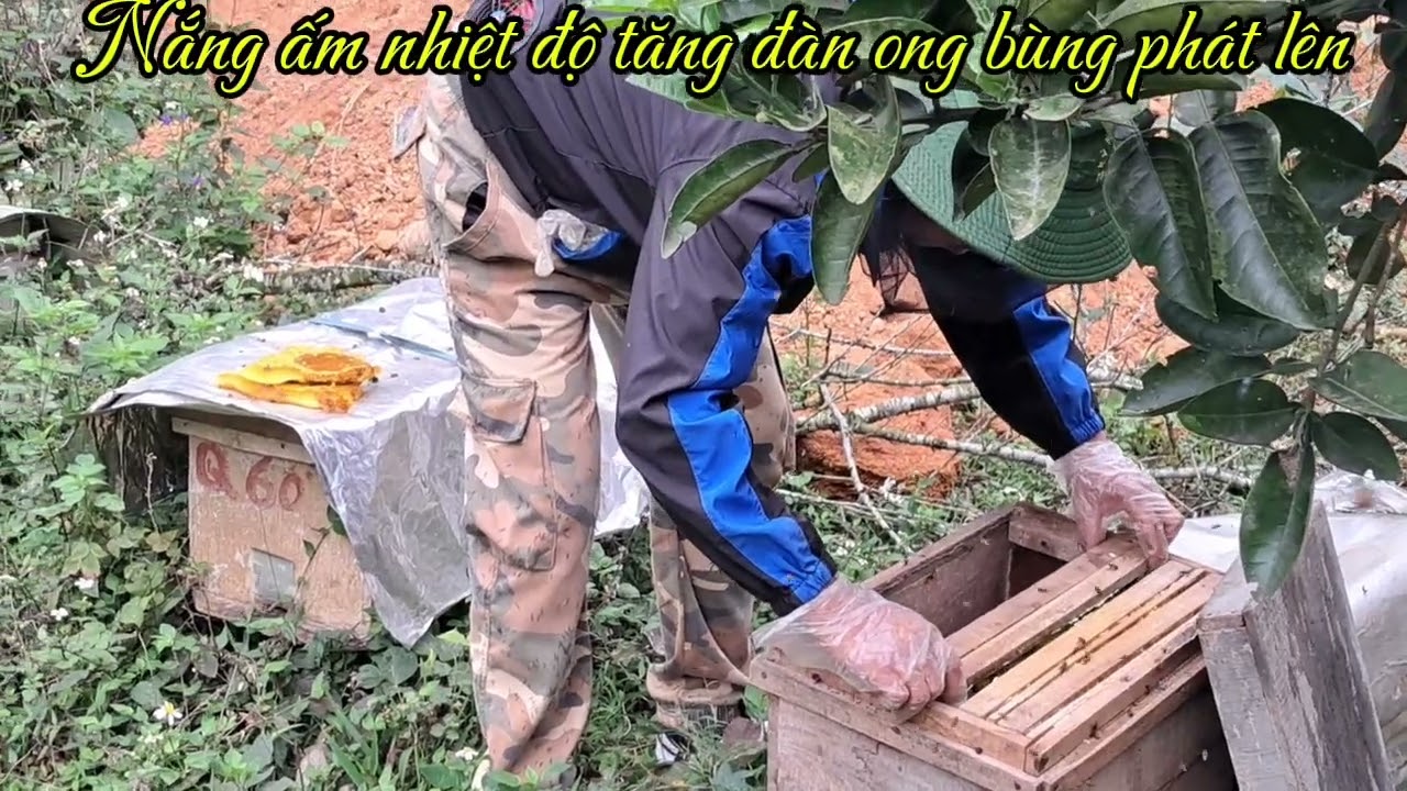 Nắng ấm nhiệt độ tăng cao đàn ong bùng phát 