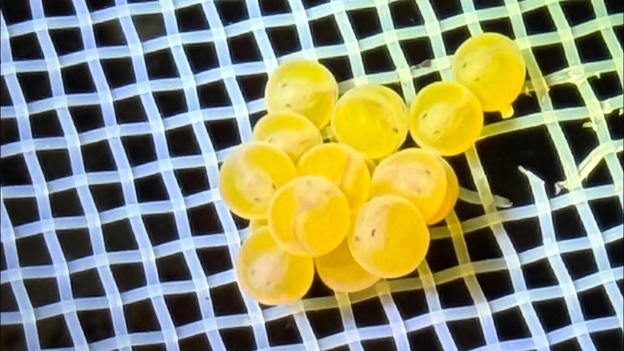 L519 Pleco eggs hatching! 