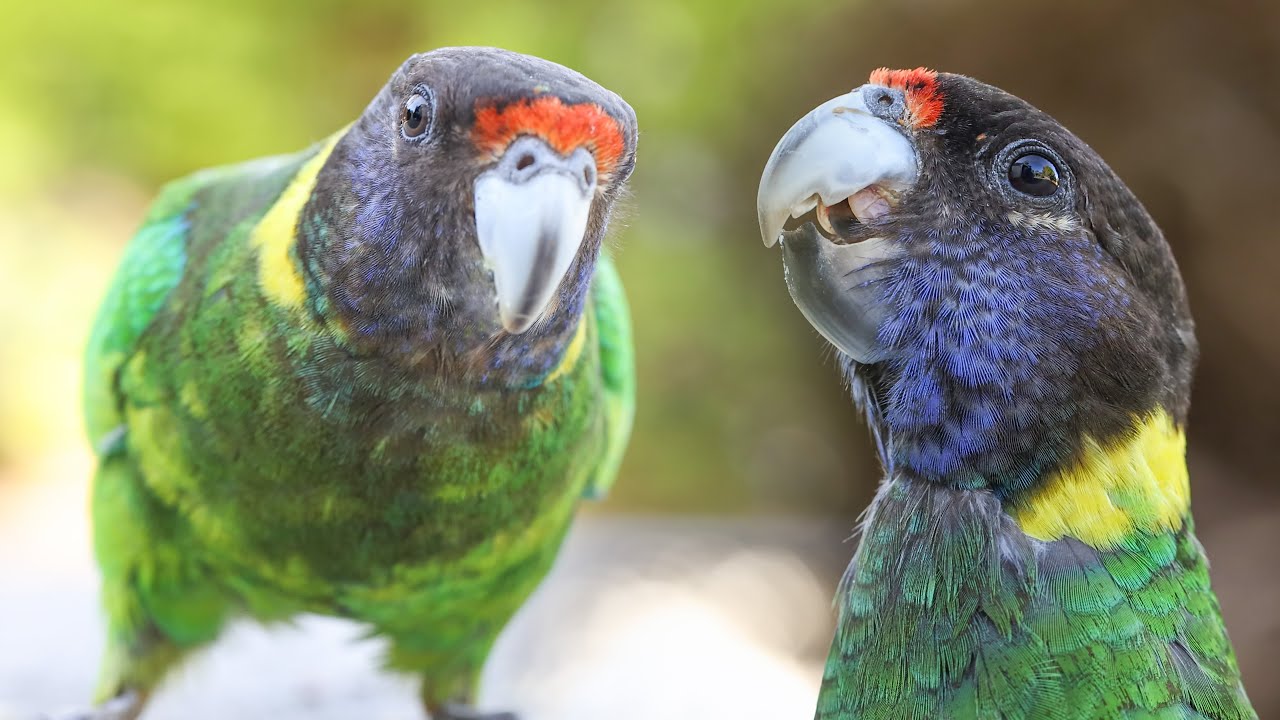 Australian Ringneck (Barnardius Zonarius) | Birds of Australia