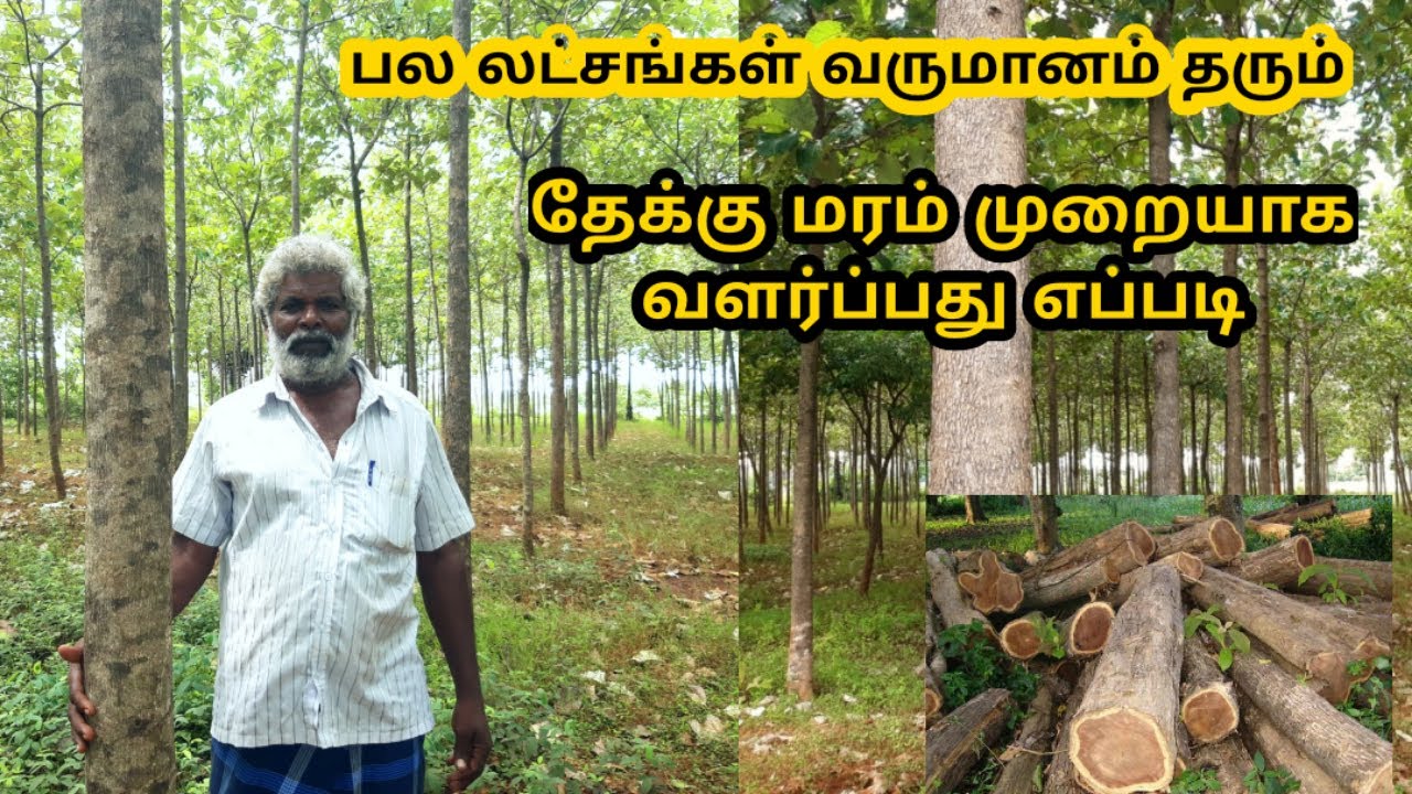 தேக்கு மரம் முறையாக வளர்ப்பது எப்படி || teak tree cultivation in tamil || Village thamizha village