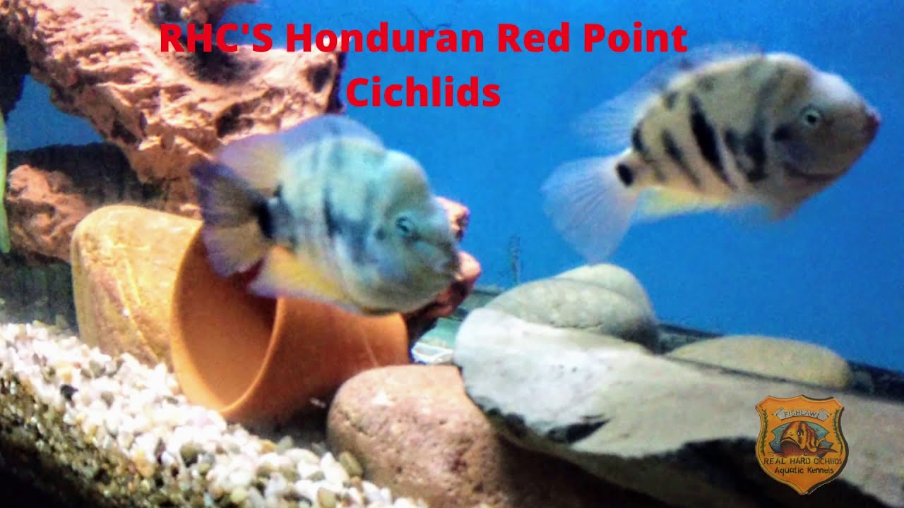 The Honduran Red Point Cichlid Classification and Species Complex
