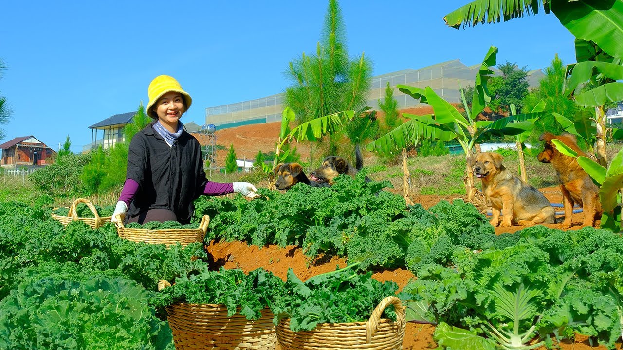 Kale Was Ready To Harvest, Phượng Picked Kale To Sell At The Market And Cooked Tasty Dishes