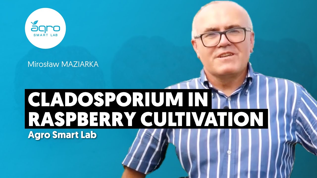 Cladosporium In Raspberry Cultivation - Agro Smart Lab