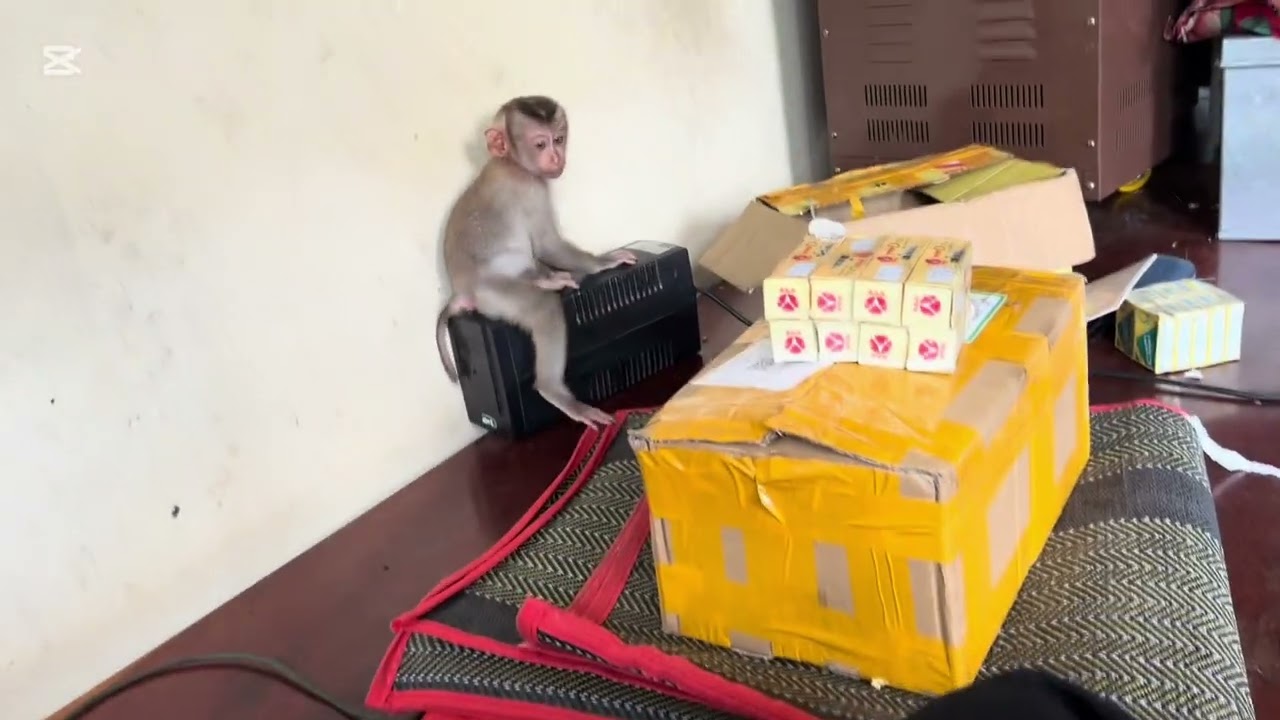 Mary is naughty #animals #monkey
