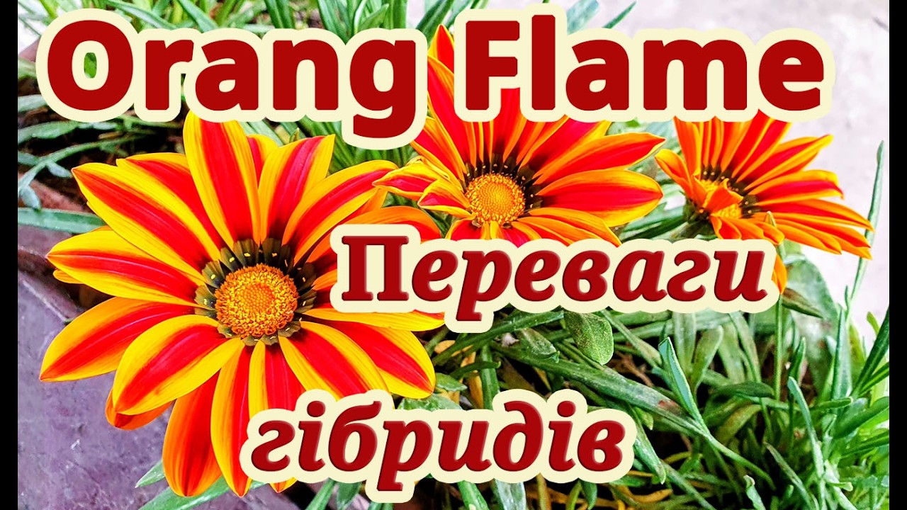Газанія Orang Flamе F1.Чи варто переплачувати за гібрид.Експертна думка про переваги перед сортовими