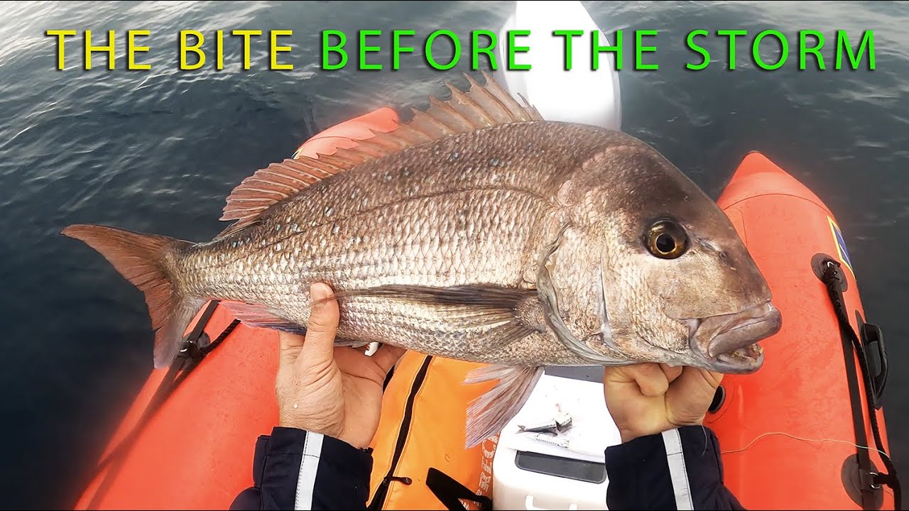 Snapper fishing before the storm - hot bite Hauraki Gulf