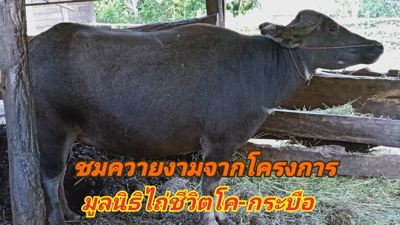 เลี้ยงควายมูลนิธิไถ่ชีวิตโค-กระบือ เพื่อการกุศล#คอกควายแม่หนู☎️080-3068922 บ้านคำม่วง28/9/2562