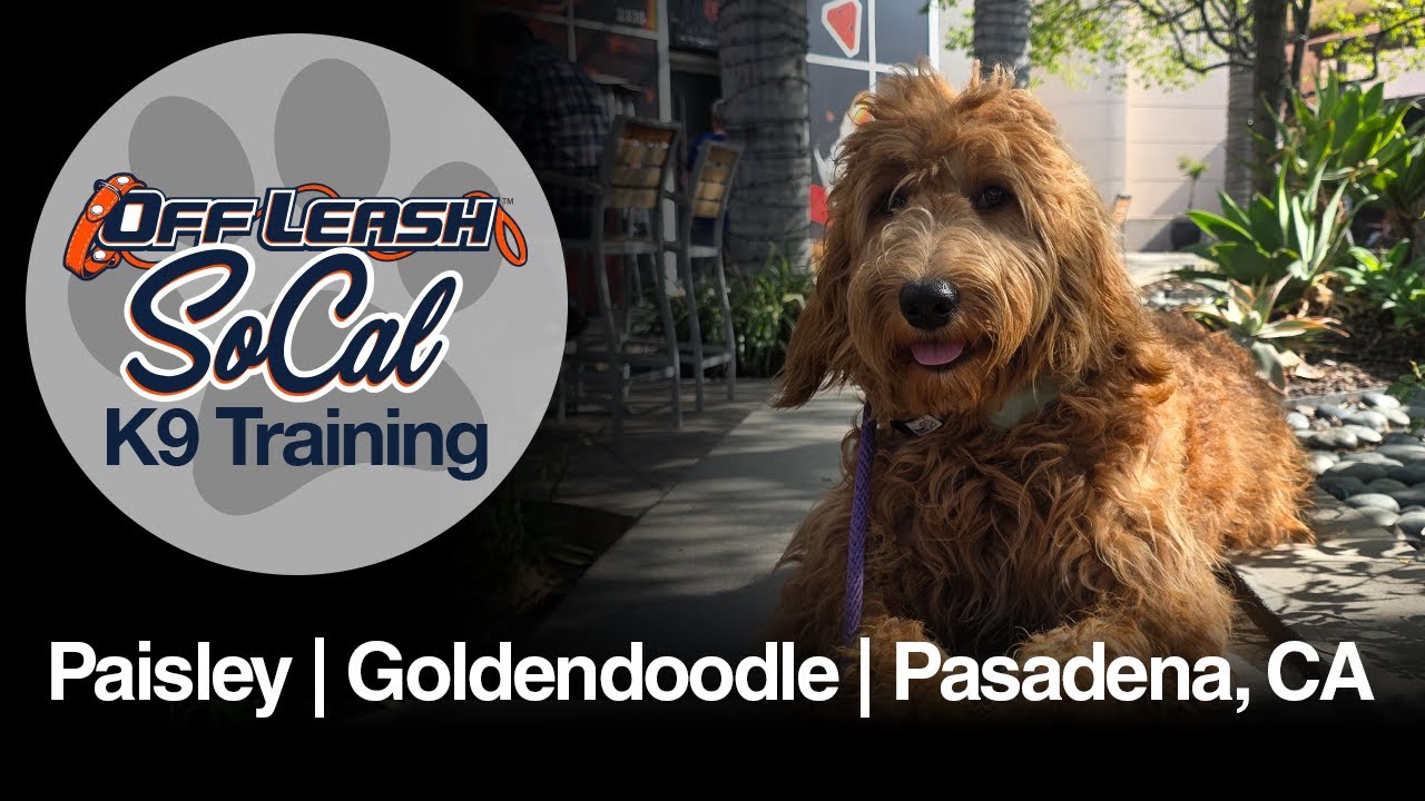 Goldendoodle Dog Training | Paisley | Pasadena, CA