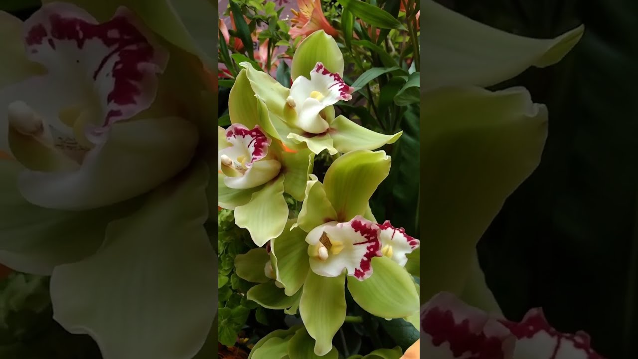 AMAZING FLOWER ARRANGEMENT WITH ORANGE AND GREEN ORCHIDS #flowers