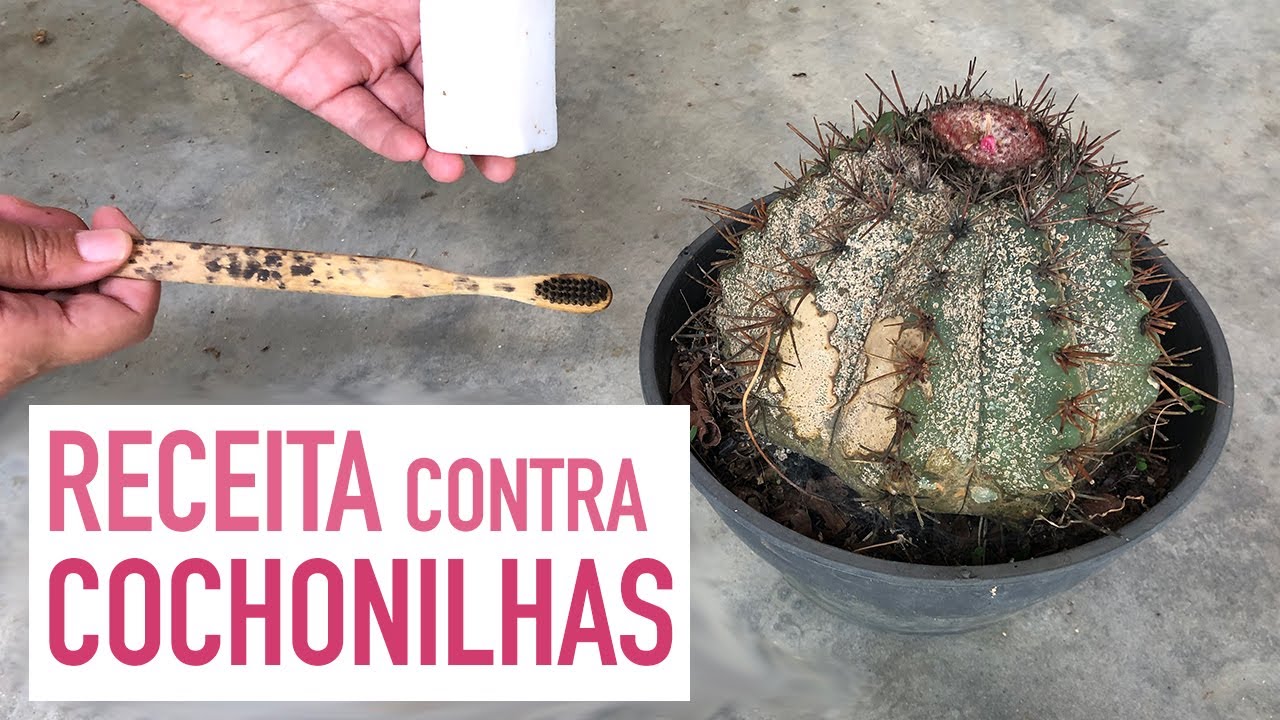 Por que COCHONILHA aparece nas PLANTAS + RECEITA CASEIRA contra pragas
