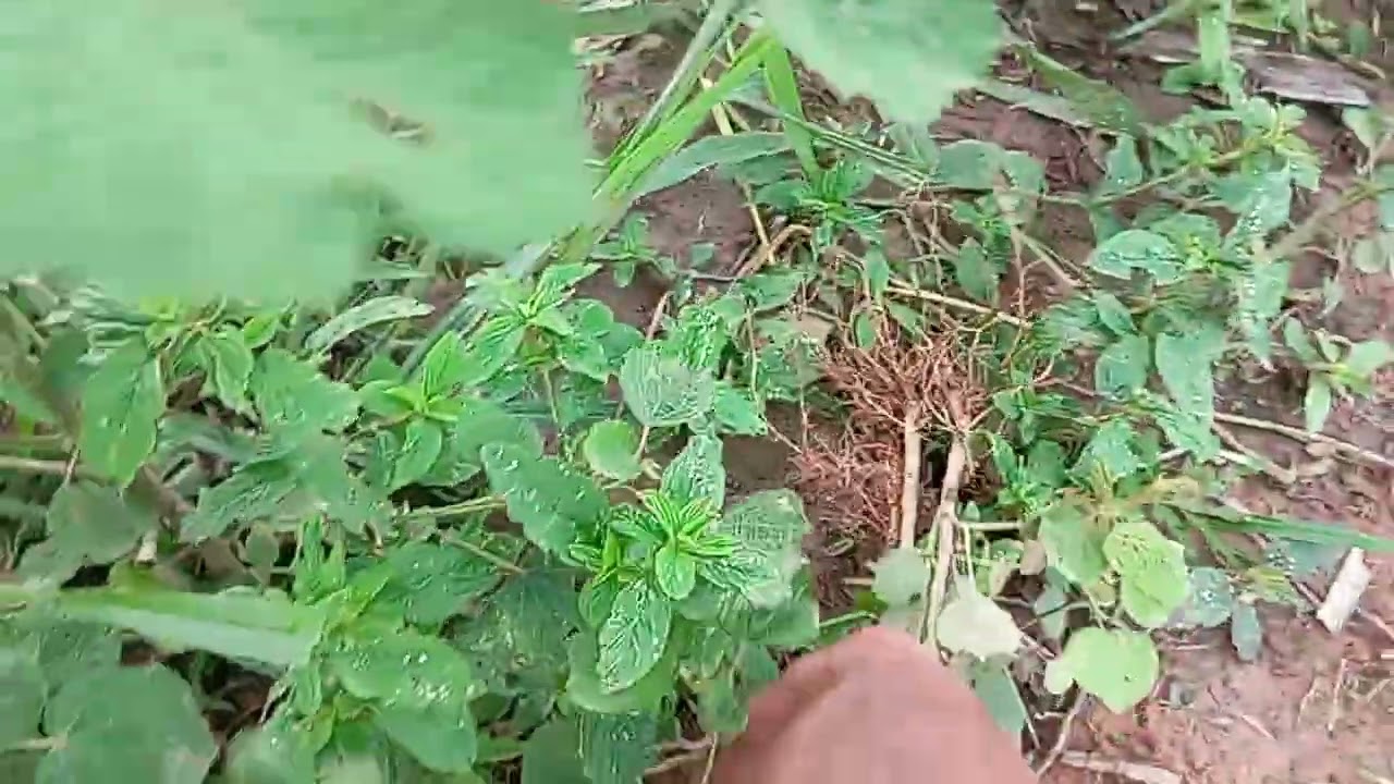 tirando todo tipo de sujeira do pasto