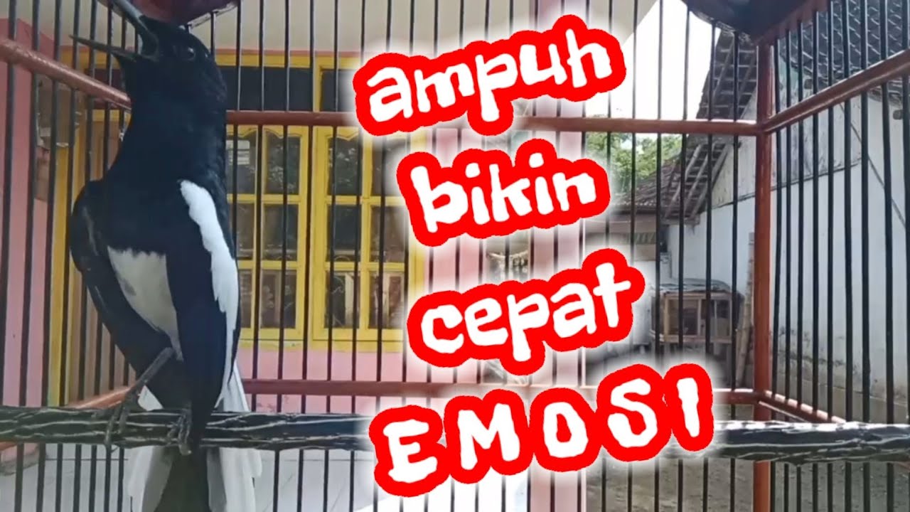 Suara kacer ngeplong ampuh bikin kacer lain cepat emosi