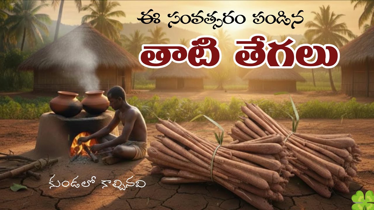 Palm Leaves Benefits in Telugu | తాటి తేగలు కాల్చి తింటే ఎన్నో ఉపయోగాలు । తాటి తేగలు పంట 