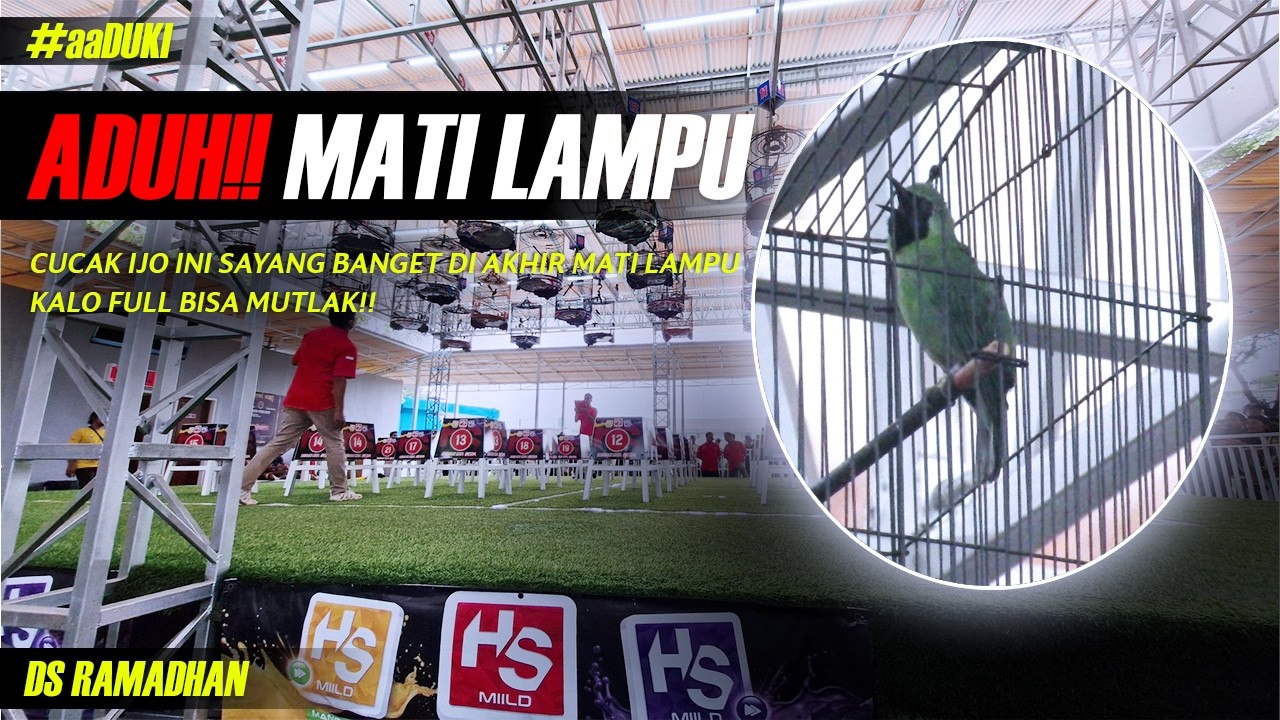 CUCAK IJO INI SAYANG BANGET!!!