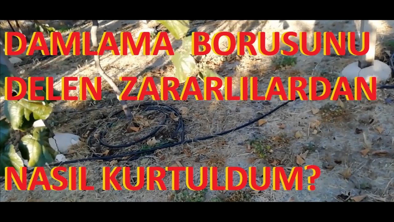 Damlama Borusunu Delen Kuşlardan Nasıl Kurtuldum