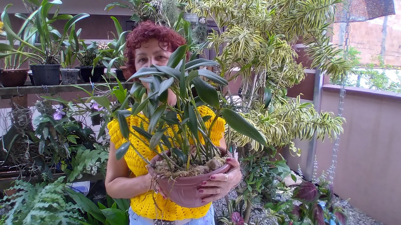 COMO PLANTAR DO JEITO CERTO UMA TOUCEIRA DE CATTLEYA COM SUBSTRATO VENCIDO.