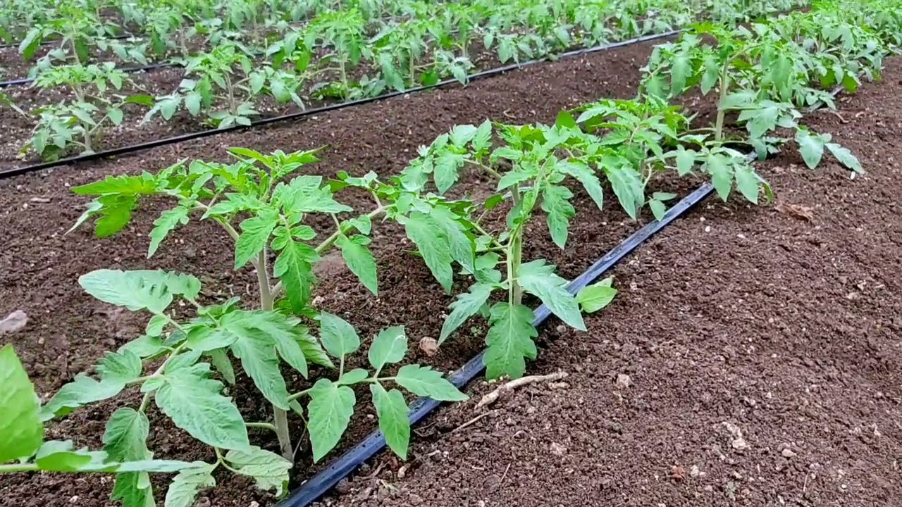 #Tomato Farming | watch full video for beautiful experience of tomato farm ..