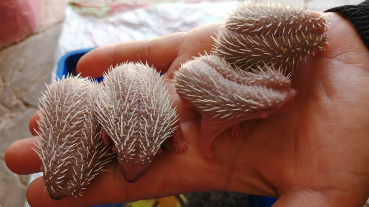شحال فرح وليدي بهاد المفاجئة الصغيرة والجميلة 🦔😍ولا عجبكم هاد الفيديو متنساش لايك اشتراك😍