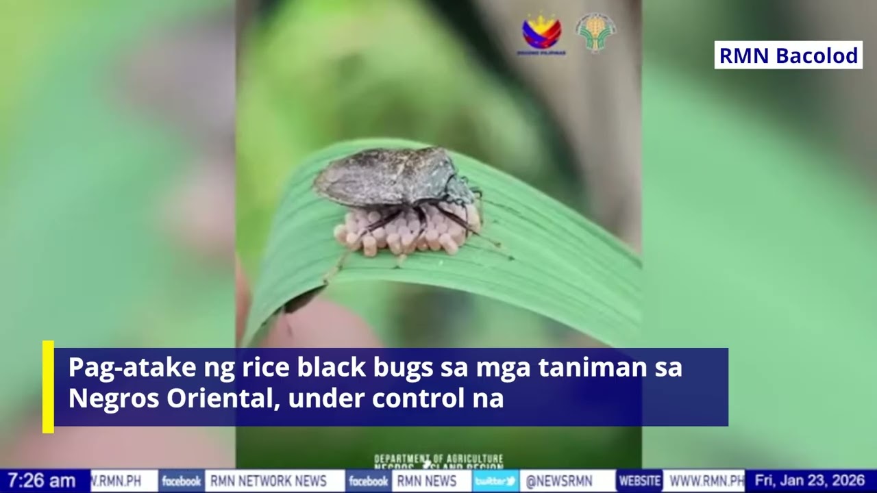 Pag-atake ng rice black bugs sa mga taniman sa Negros Oriental, under control na