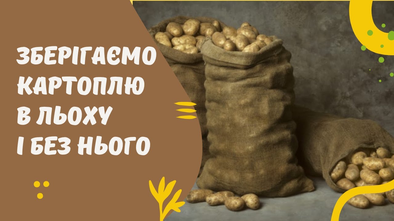 Як зберегти урожай картоплі у погребі і без нього