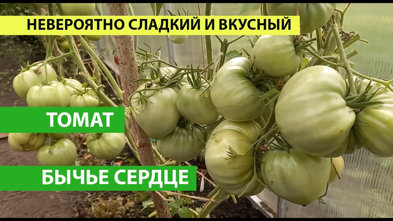 Томат Бычье сердце, всегда самый урожайный и самый вкусный уже очень много лет