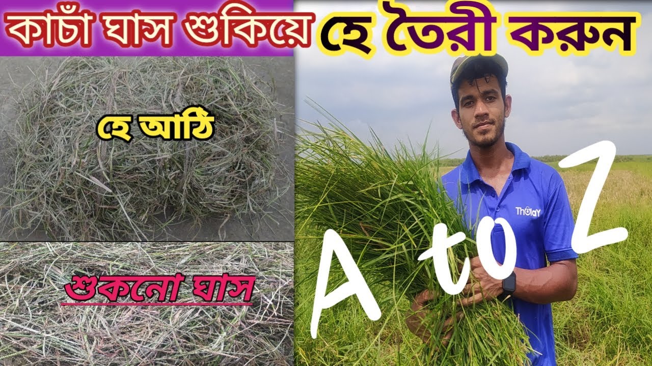 খুব সহজে হে তৈরী করুন।কাচা ঘাস দিয়ে সহজ উপায়ে নিজে নিজই তৈরি করুন হে।#See How to make O.