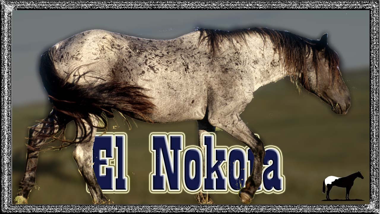 La Raza De Caballos Olvidada De Los Estados Unidos 🐴-Del Cerro Soy