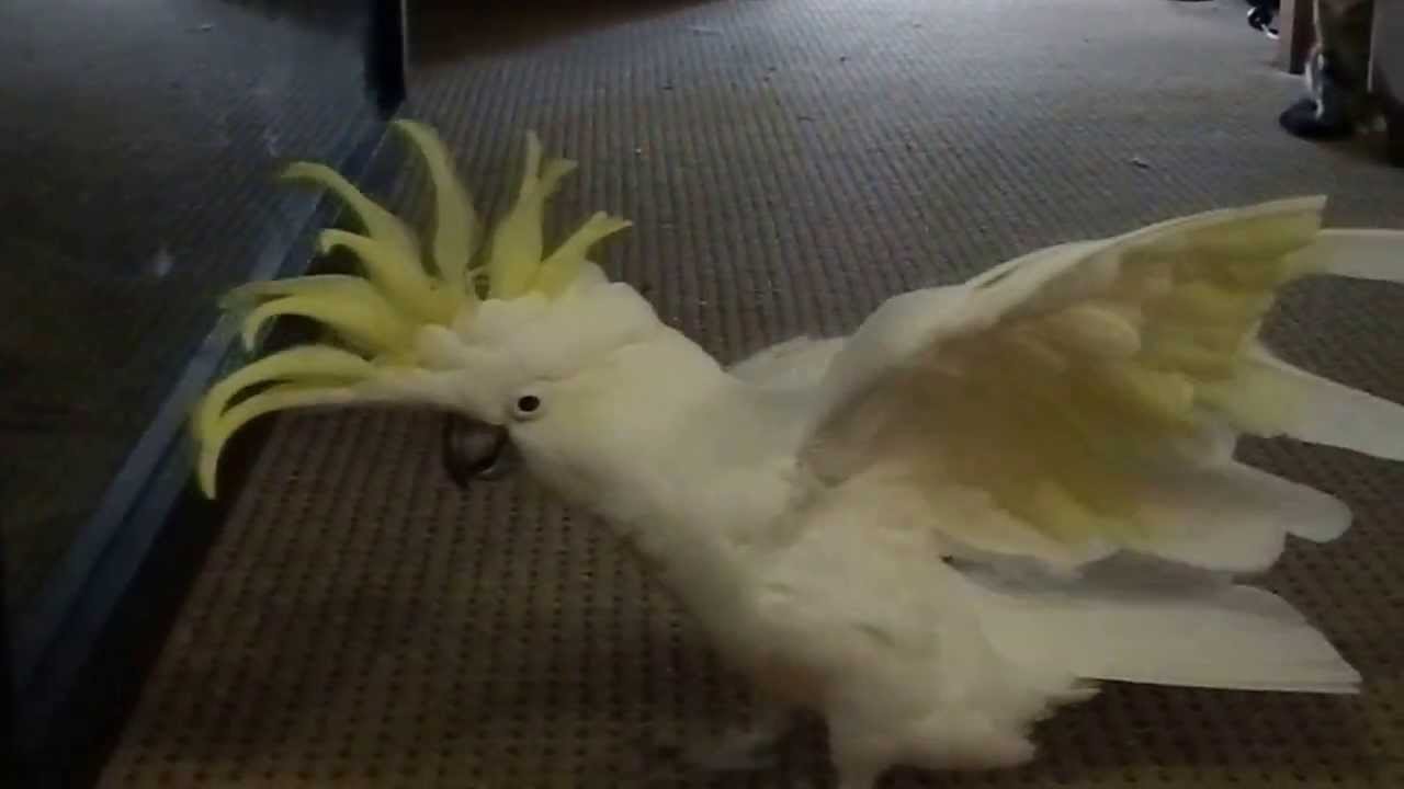 Sulphur Crested Cockatoo acting tough
