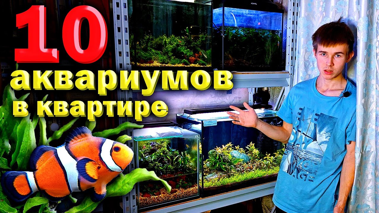 10 аквариумов в квартире! Как такое возможно? Обзор всех моих аквариумов