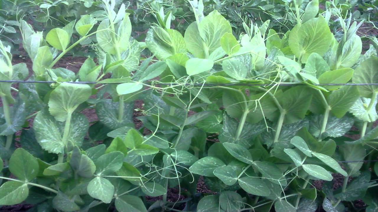 CAQUIXAJAY TECPAN GUATEMALA.