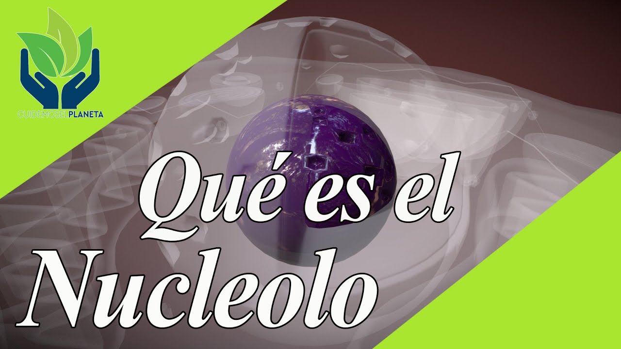 Nucleolo: explicaci&oacute;n y ejemplos