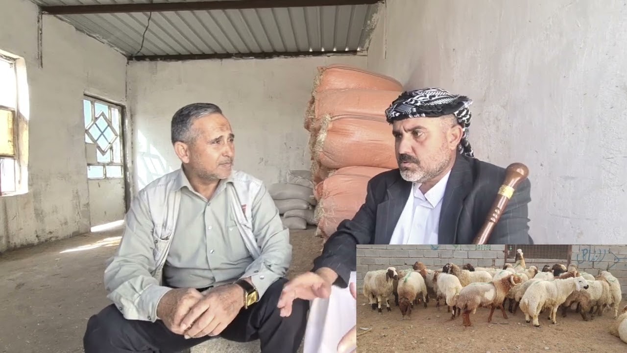 #ماهو_الفرق بين الغنم العراقية والغنم السورية