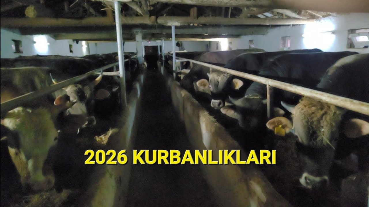 KURBANLIK YEMİ HAZIRLAMA ( KURBANLIKLAR YETİŞTİ)