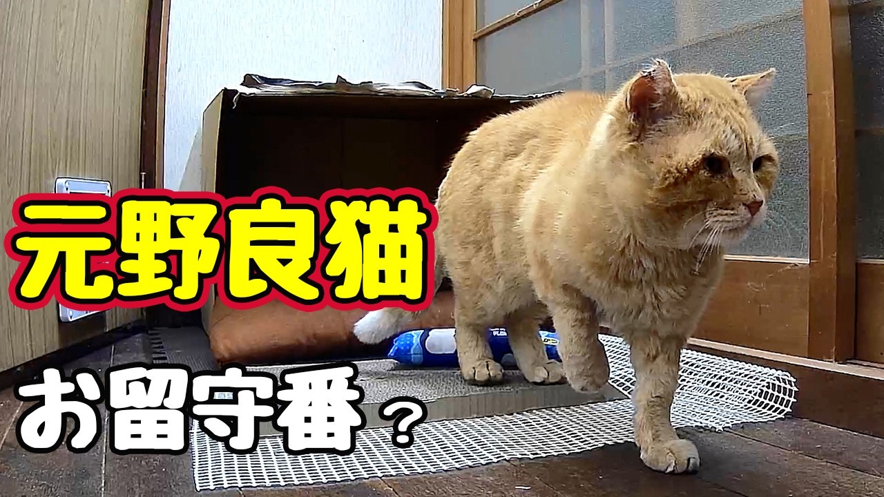 【元野良猫】はじめての お留守番…