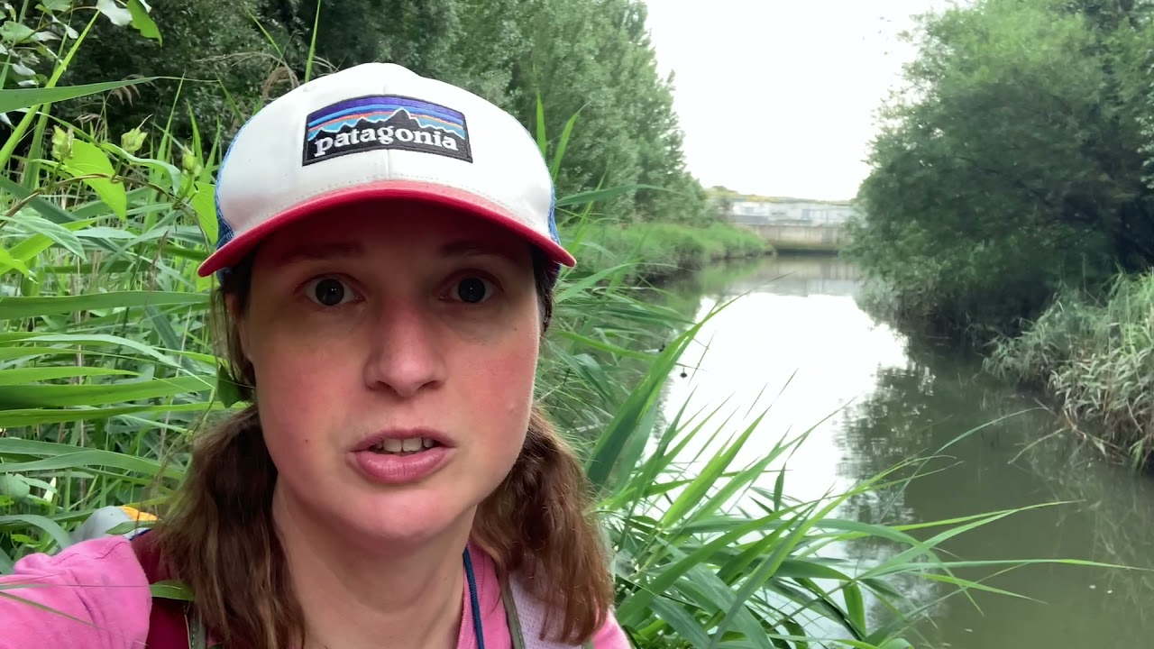 Olympic Park Wetlands 26th July 2021. Another sewer overflow.