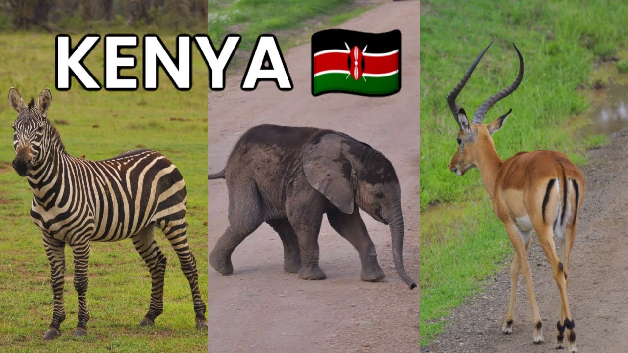 The BEST National Parks in KENYA 🇰🇪 Part 2 | Kenya travel guide | Travel Africa