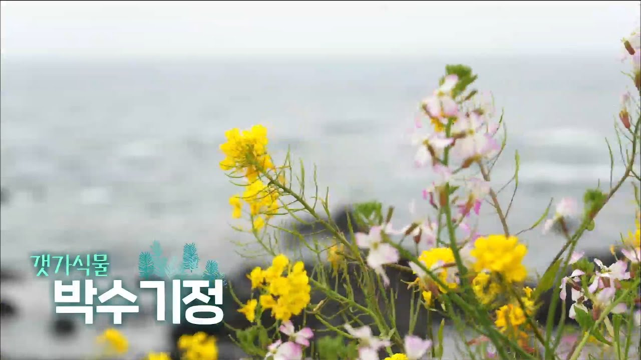🌊기암절벽과 봄꽃과 푸른 바다가 함께하는🌿오늘숲에는 [박수기정의 갯가식물] KBS제주 보물섬 250422방송