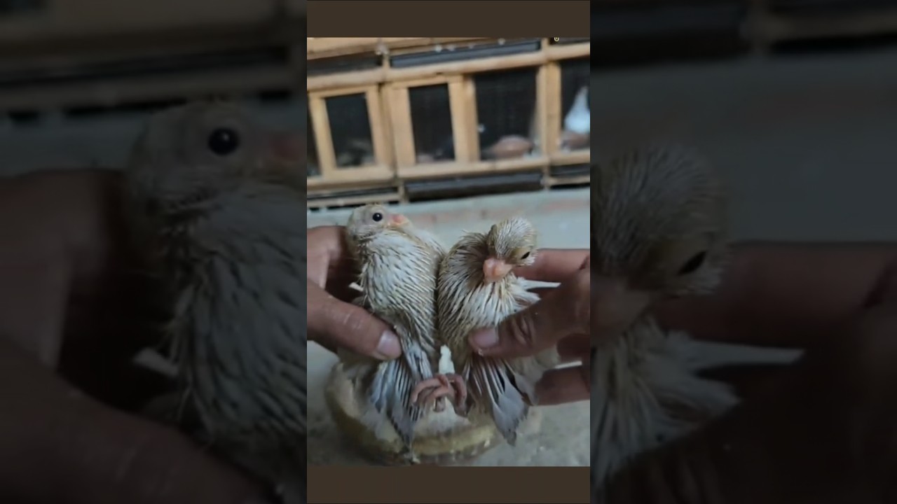 Manera correcta de alimentar un pichon. paloma beb&eacute;.😉