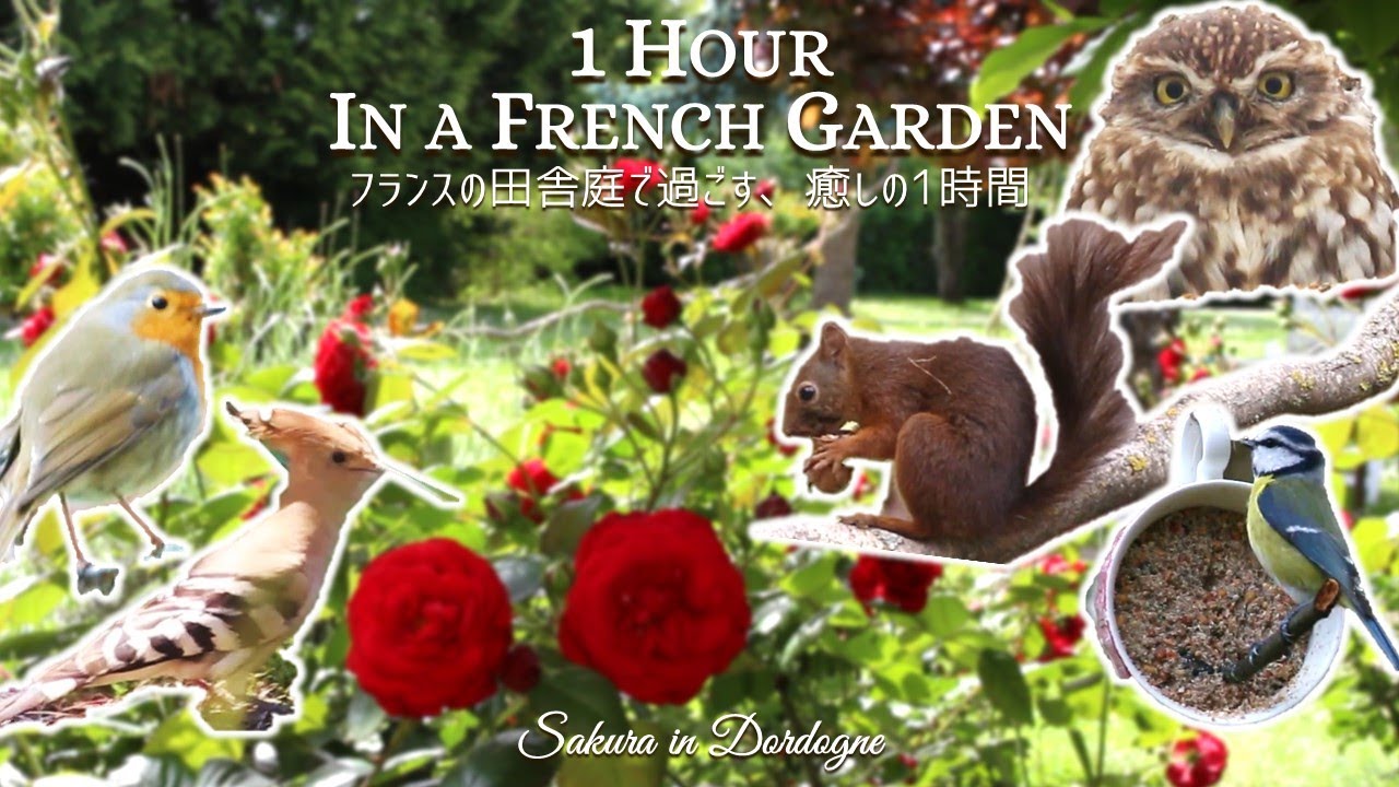 【可愛すぎ注意 🐿️】癒しの1時間｜フランス田舎の庭で鳥やリスをのんびり観察｜ティータイムのおともに ☕